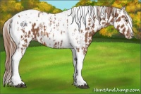 Horse Color:Chestnut Tobiano Near Leopard  and Chestnut Tobiano Near Leopard 