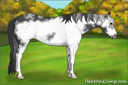 Horse Color:White Spotted Black Frame Rabicano 