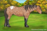 Horse Color:Bay Roan Appaloosa  and Bay Tobiano Appaloosa 