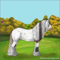 Horse Color:Bay Dun Near Leopard  and Red Dun Near Leopard 