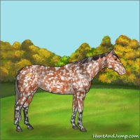 Horse Color:Bay Appaloosa  and Bay Appaloosa 