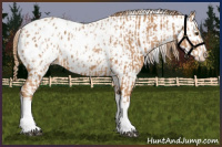 Horse Color:Chestnut Appaloosa  and Chestnut Appaloosa Rabicano 