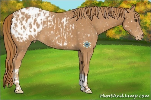 Horse Color:Chestnut Appaloosa  and Chestnut Appaloosa 