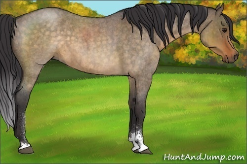 Horse Color:Buckskin Roan Dun Sabino Brindle