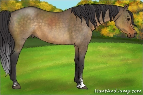 Horse Color:Buckskin Roan Dun Sabino Brindle 