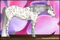 Horse Color:Brown Appaloosa  and Sable Champagne Appaloosa 
