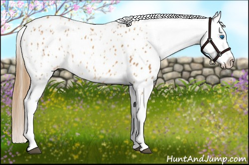 Horse Color:Chestnut Splash Appaloosa  and Chestnut Appaloosa 