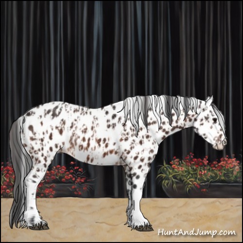 Horse Color:Brown Appaloosa  and Bay Appaloosa 