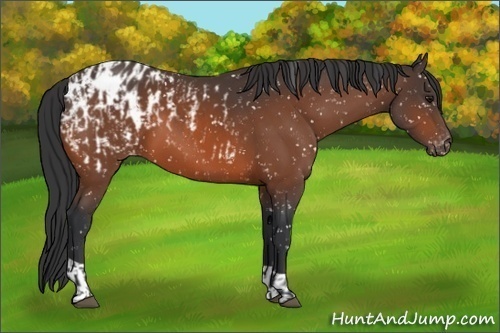 Horse Color:Bay Appaloosa  and Bay Appaloosa 