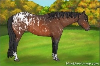 Horse Color:Bay Appaloosa and Bay Appaloosa