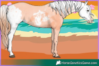 Horse Color:Bay Appaloosa and Bay Appaloosa