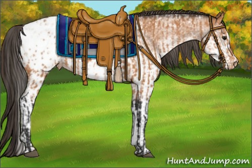 Horse Color:Bay Blanket and White Spotted Bay Blanket