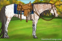 Horse Color:Bay Blanket and White Spotted Bay Blanket