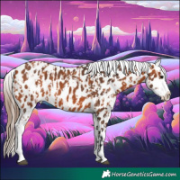 Horse Color:Bay Appaloosa  and Bay Appaloosa 