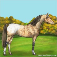 Horse Color:Bay Appaloosa and Buckskin Appaloosa