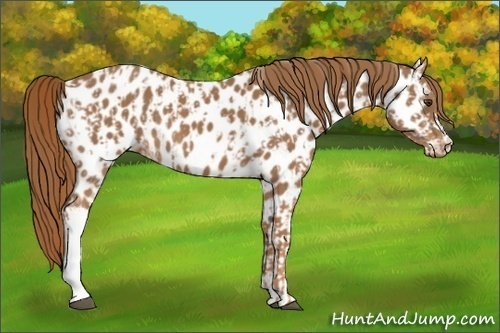 Horse Color:Chestnut Appaloosa  and Chestnut Appaloosa 