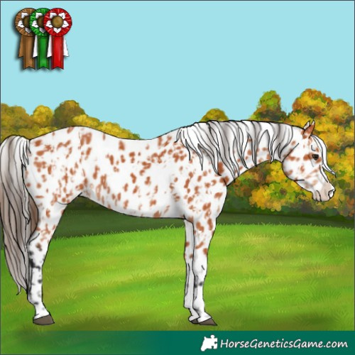 Horse Color:Bay Appaloosa  and Bay Splash Appaloosa 