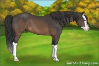Horse Color:Buckskin Splash 