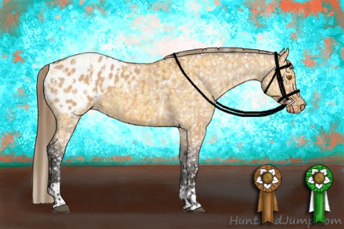 Horse Color:Buckskin Appaloosa  and Bay Dun Appaloosa 
