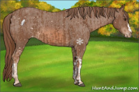 Horse Color:Chestnut Appaloosa  and Chestnut Appaloosa 