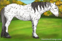 Horse Color:Grullo Near Leopard 