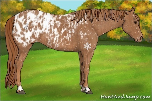 Horse Color:Chestnut Appaloosa  and Chestnut Appaloosa Rabicano 