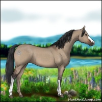 Horse Color:Brown Dun 