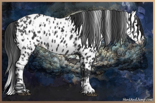 Horse Color:Black Appaloosa  and Black Splash Appaloosa 