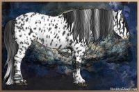 Horse Color:Black Appaloosa  and Black Splash Appaloosa 