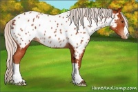 Horse Color:Silver Brown Near Leopard Rabicano 