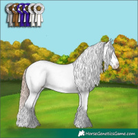 Horse Color:Chestnut Mushroom Tobiano Appaloosa  and White Spotted Chestnut Appaloosa 