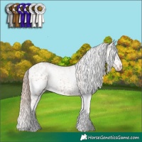 Horse Color:Chestnut Mushroom Tobiano Appaloosa  and White Spotted Chestnut Appaloosa 