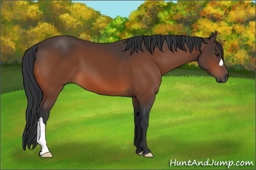 Horse Color:Brown 