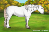 Horse Color:Gray Liver Chestnut 