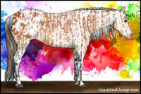 Horse Color:Bay Appaloosa  and Bay Appaloosa 
