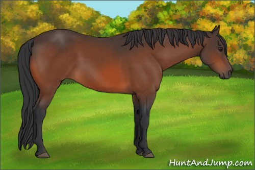 Horse Color:Brown 