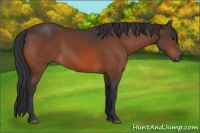 Horse Color:Brown 