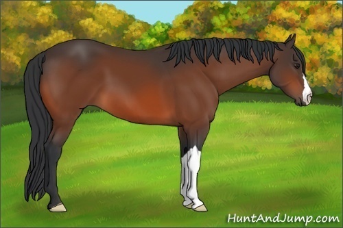 Horse Color:Brown 