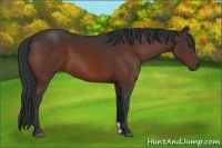 Horse Color:Brown 