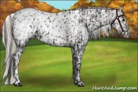 Horse Color:Black Appaloosa  and Silver Black Appaloosa 