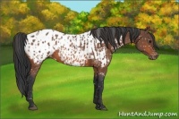 Horse Color:Bay Near Leopard  and Bay Near Leopard 