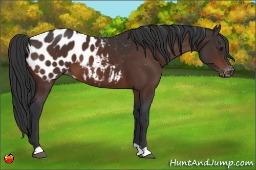 Horse Color:Bay Appaloosa 