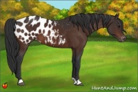 Horse Color:Bay Appaloosa