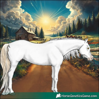 Horse Color:Palomino Appaloosa and Buckskin Appaloosa