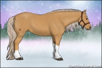 Horse Color:Palomino Tobiano 
