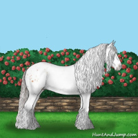 Horse Color:Bay Appaloosa  and Gray Bay Appaloosa 