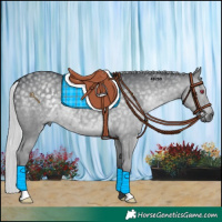 Horse Color:Silver Grullo Chinchilla 