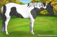 Horse Color:Black Tobiano 