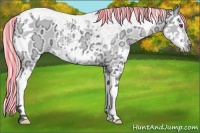 Horse Color:Painted Silver Bay Chinchilla Ice Dun Splash Tobiano Rabicano 