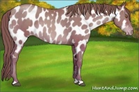 Horse Color:Brown Pearl Near Leopard 